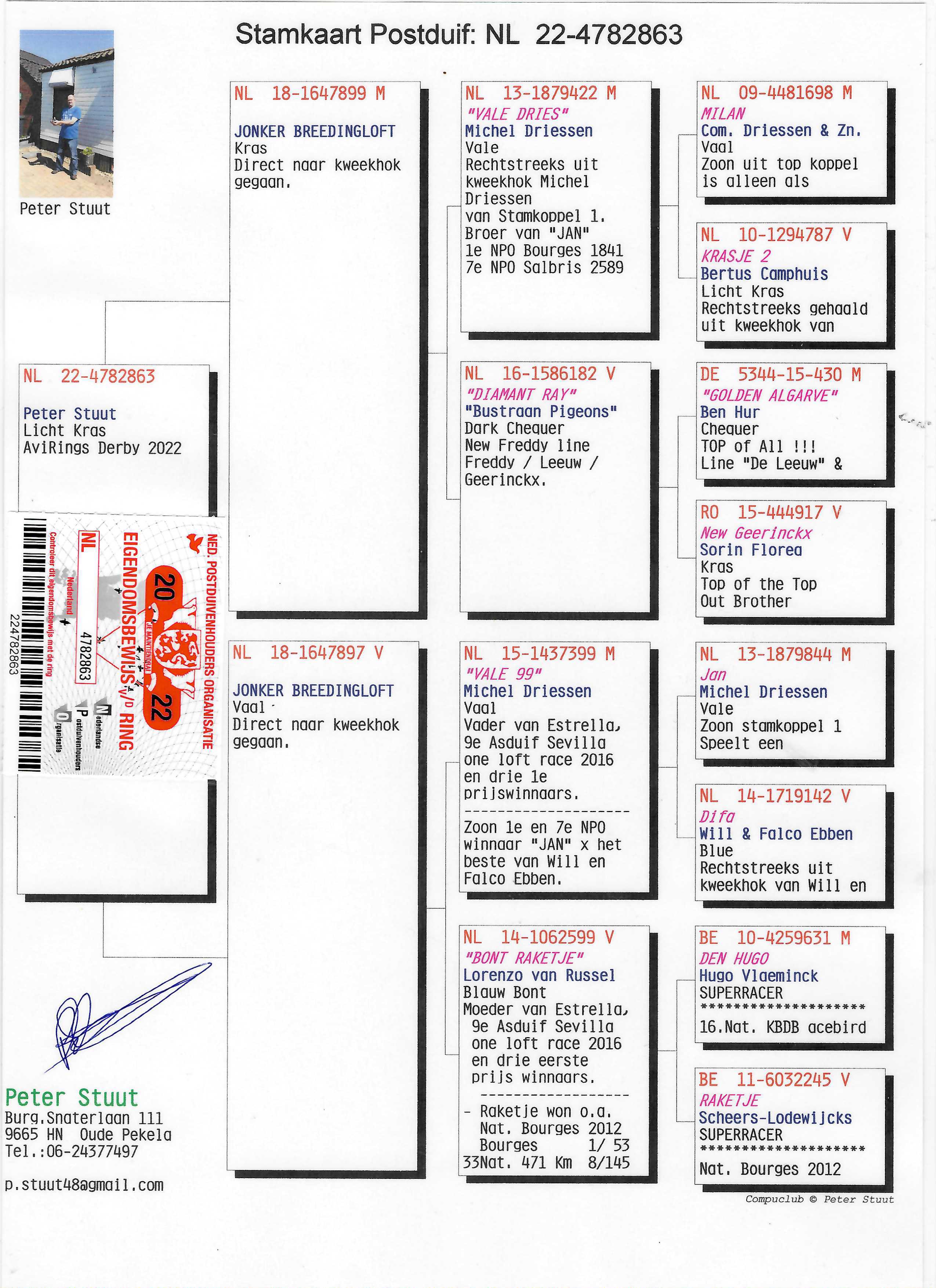 Pigeon pedigree image