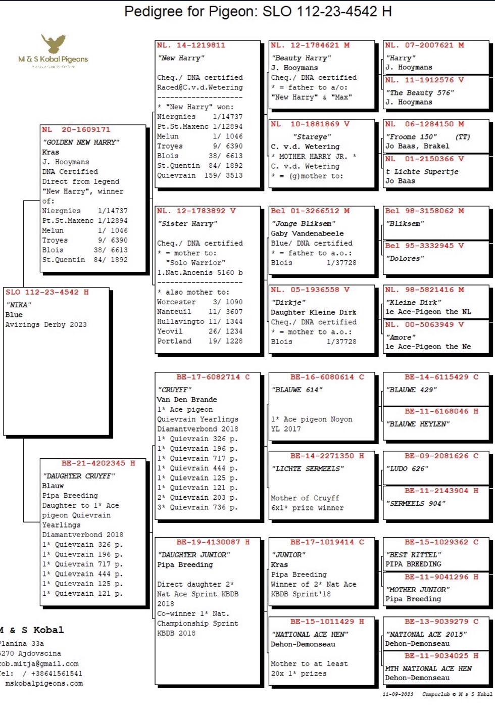 Pigeon pedigree image