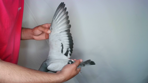 Pigeon image