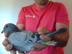 Pigeon image