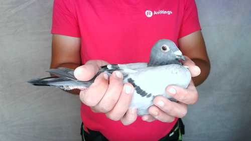 Pigeon image