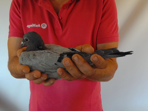 Pigeon image