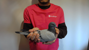 Pigeon image