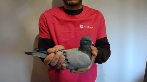 Pigeon image