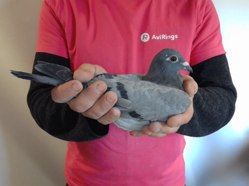 Pigeon image