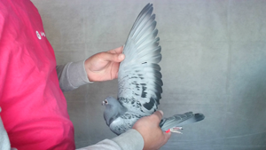 Pigeon image
