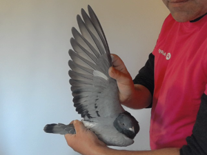 Pigeon image