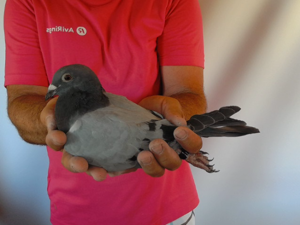 Pigeon image
