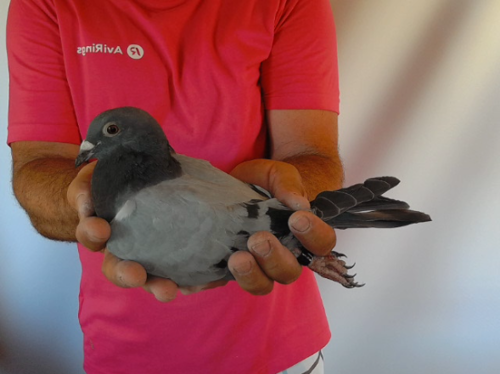 Pigeon image