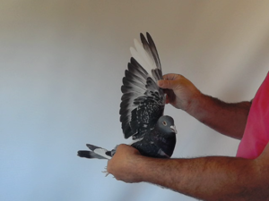 Pigeon image