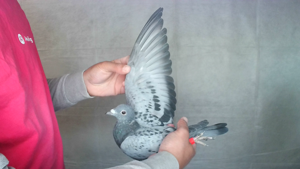 Pigeon image