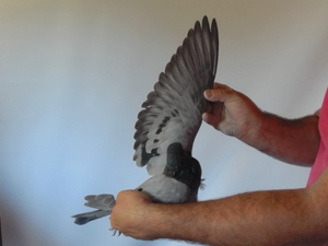 Pigeon image