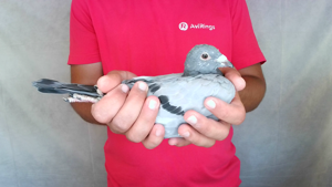 Pigeon image
