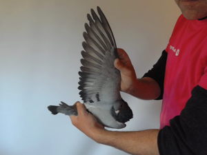 Pigeon image
