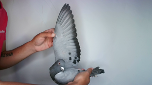 Pigeon image