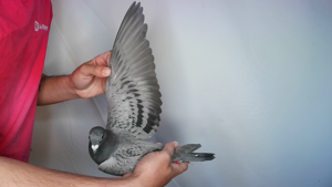 Pigeon image