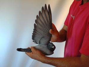 Pigeon image