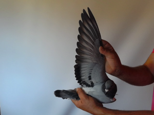 Pigeon image