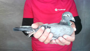 Pigeon image