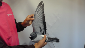 Pigeon image