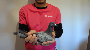 Pigeon image