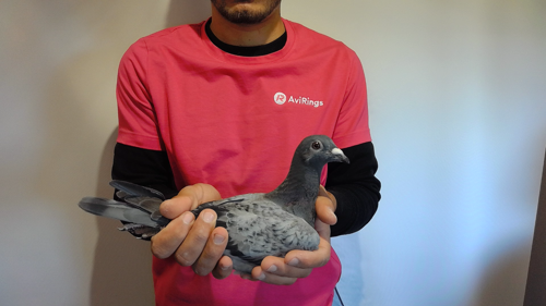 Pigeon image