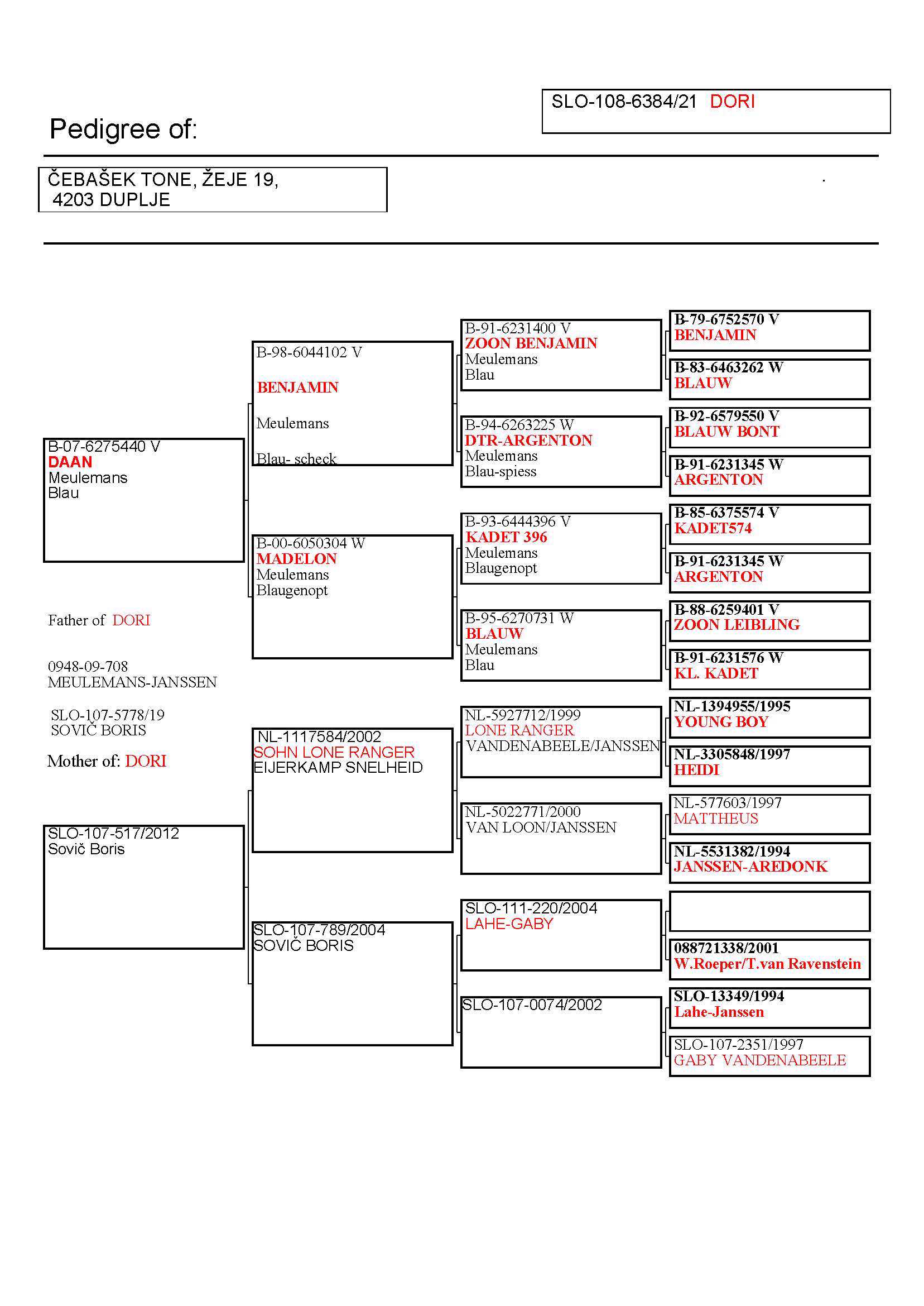 Pigeon pedigree image