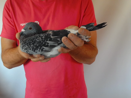 Pigeon image