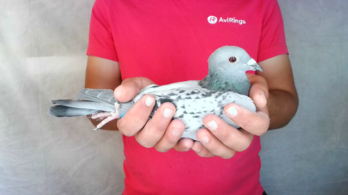 Pigeon image