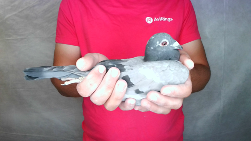 Pigeon image