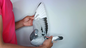 Pigeon image