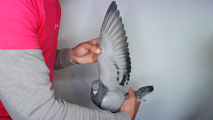 Pigeon image