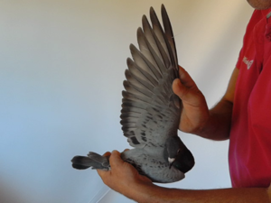 Pigeon image
