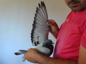 Pigeon image