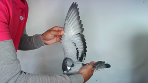 Pigeon image