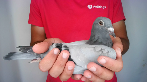 Pigeon image