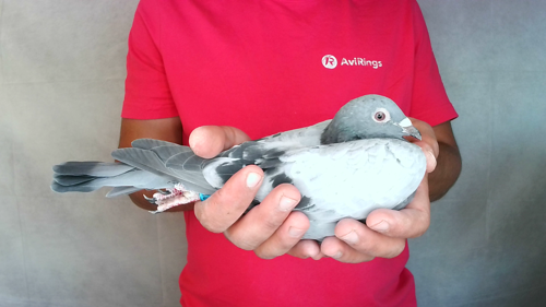 Pigeon image