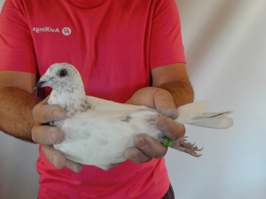 Pigeon image