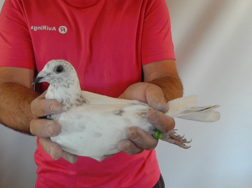 Pigeon image