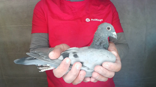 Pigeon image
