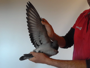 Pigeon image