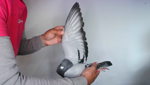 Pigeon image