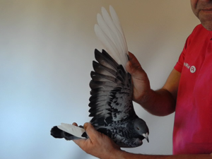 Pigeon image