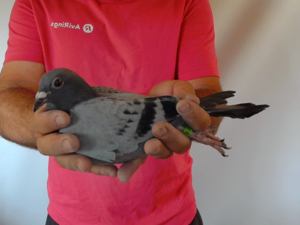 Pigeon image