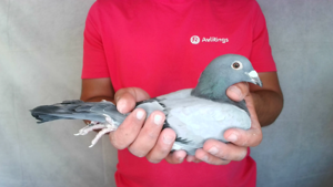 Pigeon image
