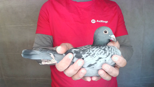 Pigeon image