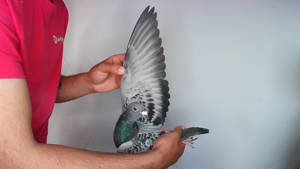 Pigeon image