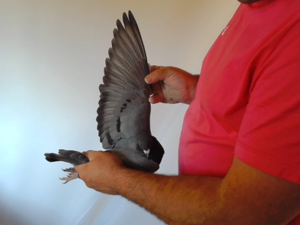 Pigeon image