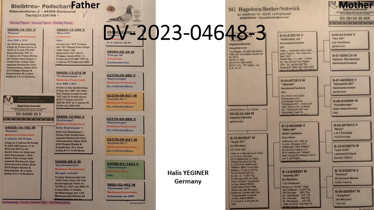 Pigeon pedigree image