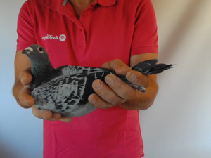 Pigeon image